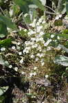 Oneflower stitchwort